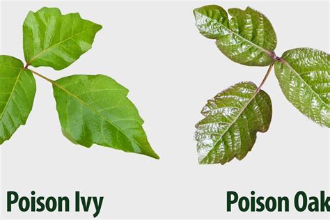 Poison Oak Vs Poison Ivy