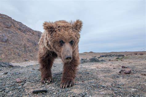 Population Of Gobi Bear