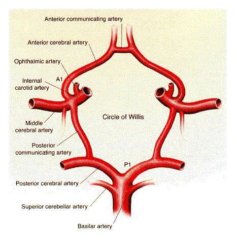 Posterior Communicating Artery