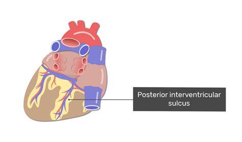 Posterior Interventricular Sulcus
