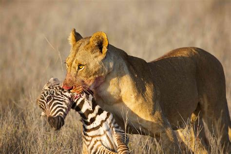 Predators Of Africa