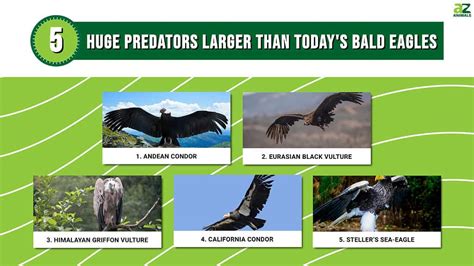 Predators Of Bald Eagles