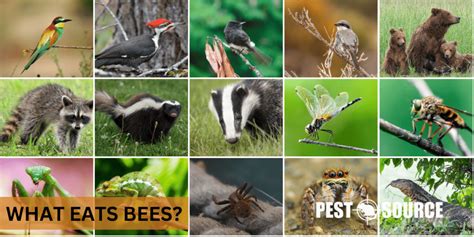 Predators Of Bees