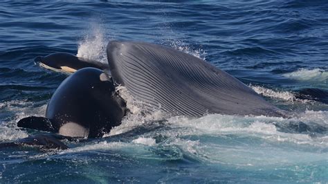Predators Of Blue Whales