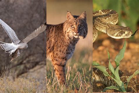 Predators Of California Quail