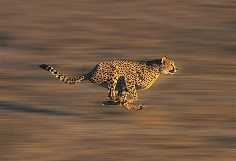 Predators Of Cheetahs