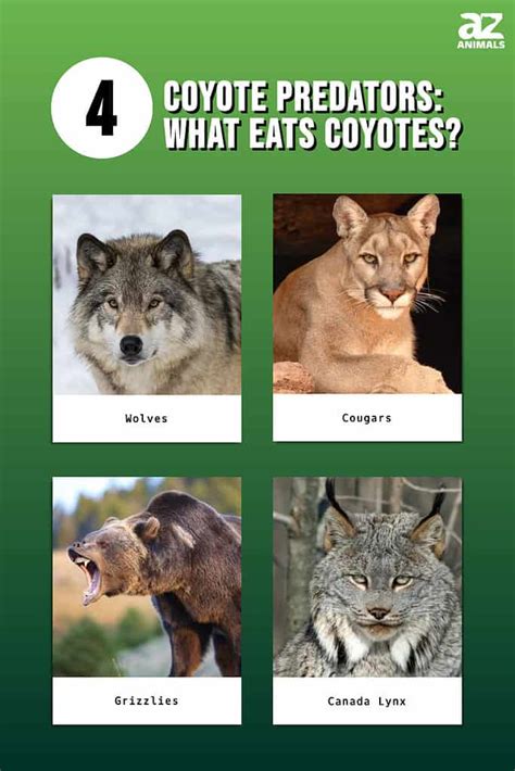 Predators Of Coyotes