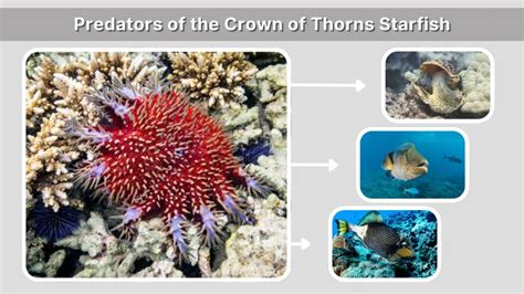 Predators Of Crown Of Thorns Starfish