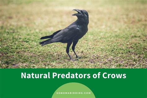 Predators Of Crows
