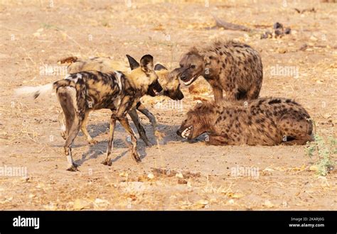 Predators Of Dogs