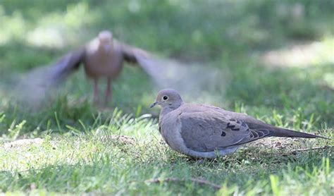 Predators Of Doves