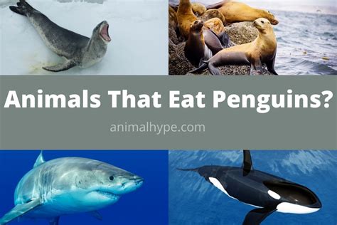 Predators Of Emperor Penguins
