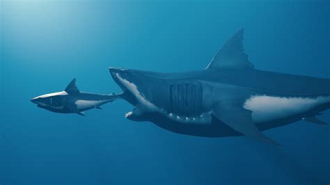 Predators Of Great White Sharks
