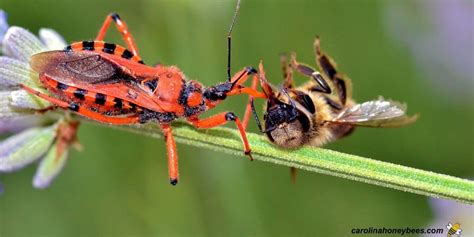 Predators Of Honey Bee