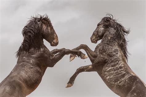Predators Of Horses
