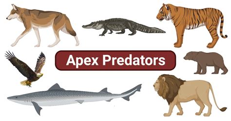 Predators Of Indonesia