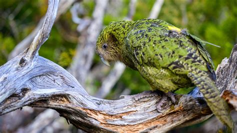 Predators Of Kakapo