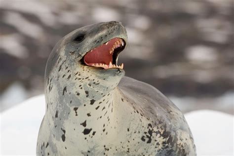 Predators Of Leopard Seals