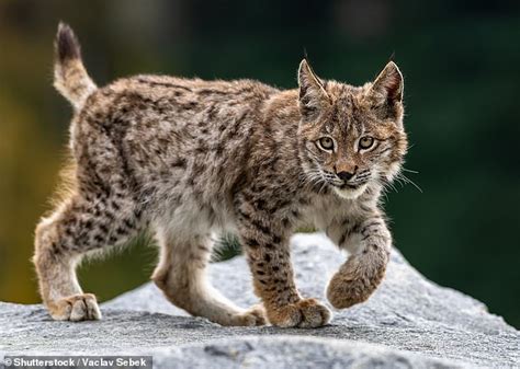 Predators Of Lynx