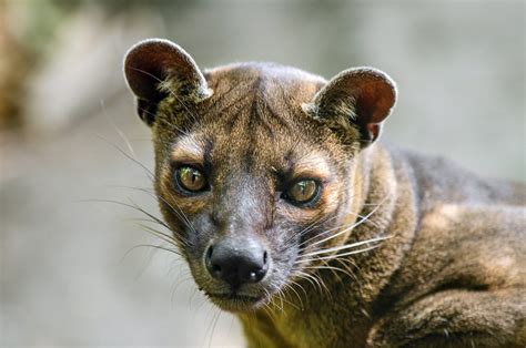 Predators Of Madagascar