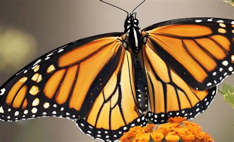 Predators Of Monarch Butterfly