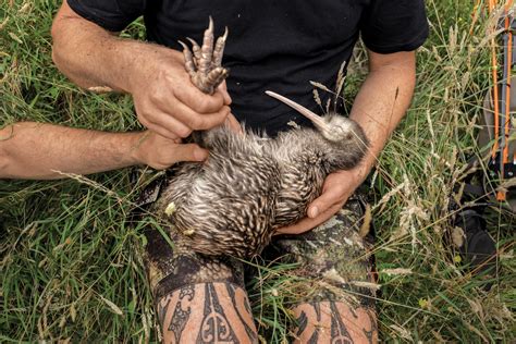 Predators Of New Zealand
