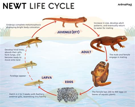 Predators Of Newts