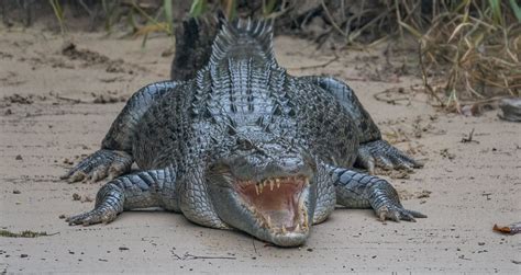 Predators Of Nile Crocodile