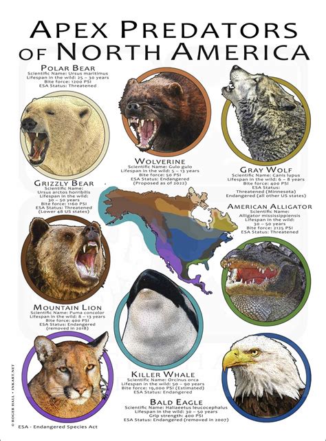 Predators Of North America