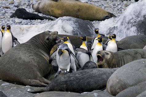 Predators Of Penguins