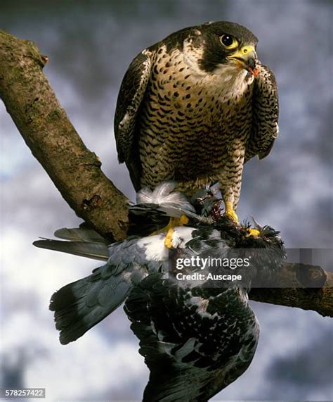 Predators Of Peregrine Falcon