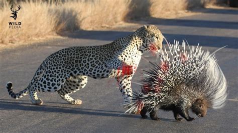 Predators Of Porcupines