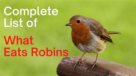 Predators Of Robins