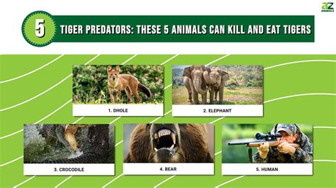 Predators Of Tigers
