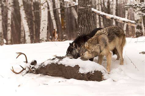 Predators Of White Tailed Deer