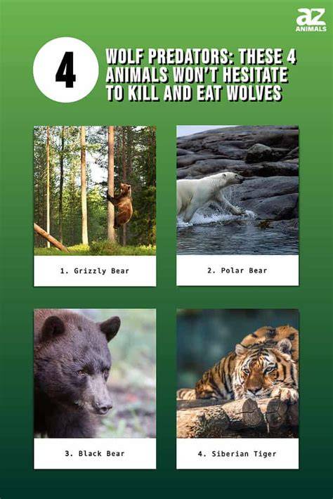 Predators Of Wolves