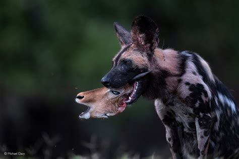 Prey Of African Wild Dog