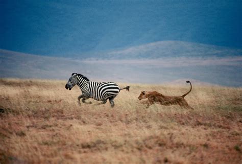 Prey Of Animals