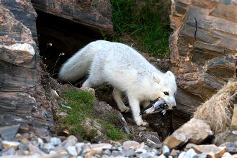 Prey Of Arctic Fox