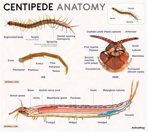 Prey Of Centipede