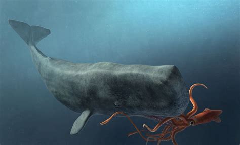 Prey Of Colossal Squid