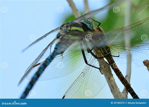 Prey Of Dragonfly