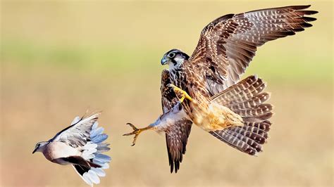 Prey Of Falcon