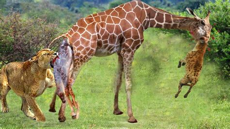 Prey Of Giraffes