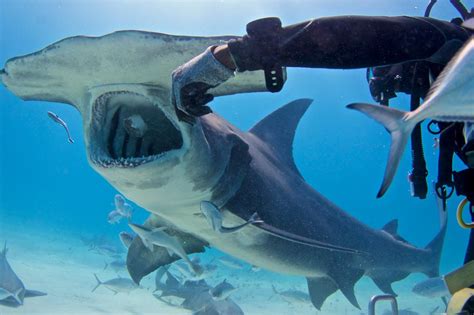 Prey Of Hammerhead Shark