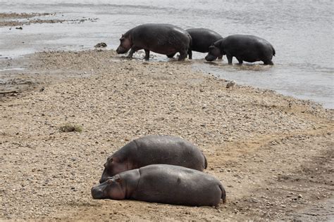 Prey Of Hippos