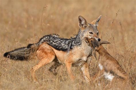 Prey Of Jackals