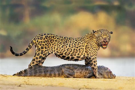 Prey Of Jaguars