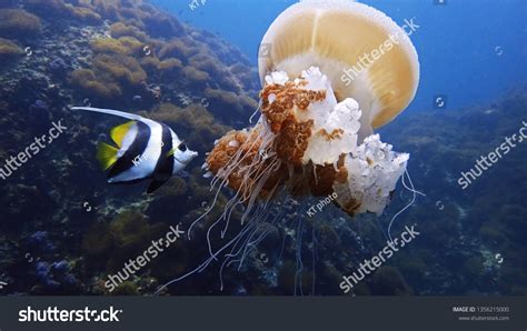 Prey Of Jellyfish