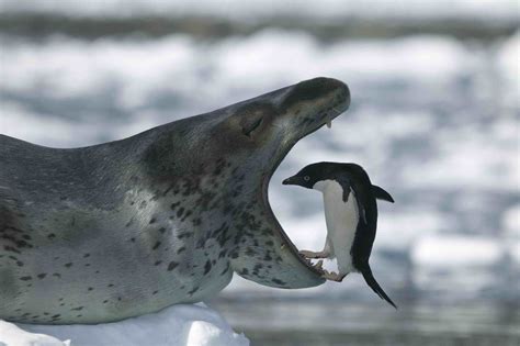 Prey Of Leopard Seal